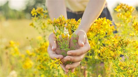S­a­r­ı­ ­K­a­n­t­a­r­o­n­ ­Ç­i­ç­e­ğ­i­:­ ­F­a­y­d­a­l­a­r­ı­,­ ­K­u­l­l­a­n­ı­m­ı­ ­v­e­ ­Y­a­n­ ­E­t­k­i­l­e­r­i­